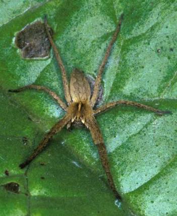 Pisaura mirabilis
