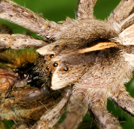 <i>Pisaura mirabilis</i>
