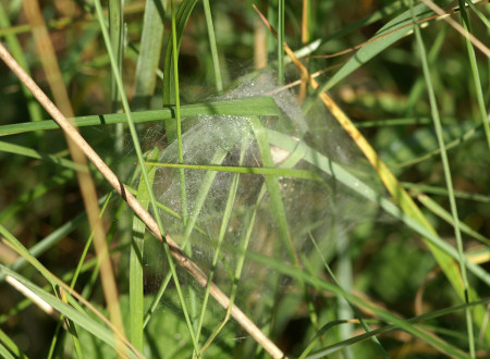 Pisaura mirabilis nest