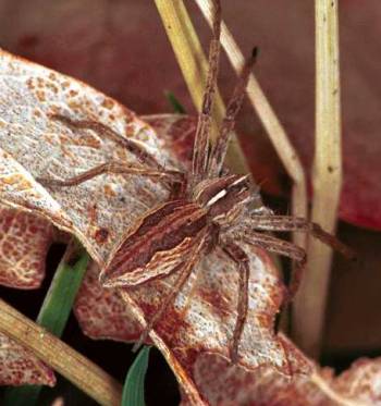 Pisaura mirabilis