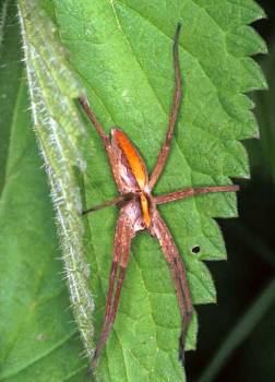 Pisaura mirabilis