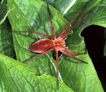 Pisaura mirabilis