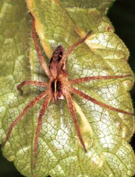 Pisaura mirabilis