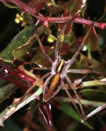 Pisaura mirabilis