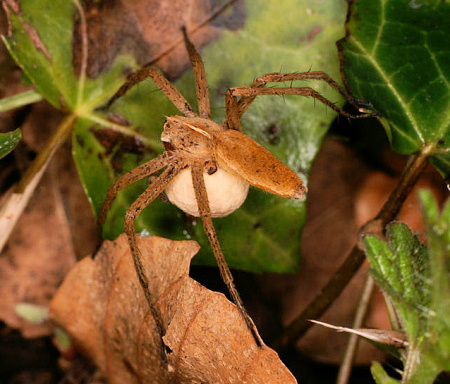Pisaura mirabilis