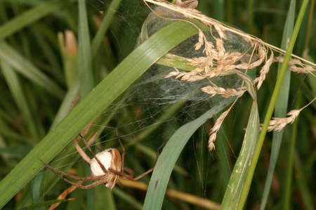 Pisaura mirabilis