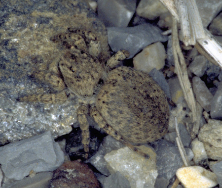 Aelurillus v-insignitus