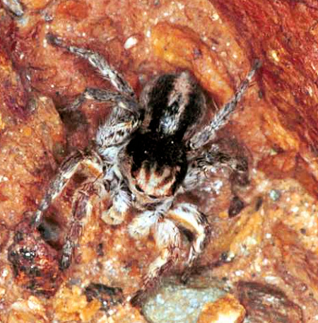 Aelurillus v-insignitus