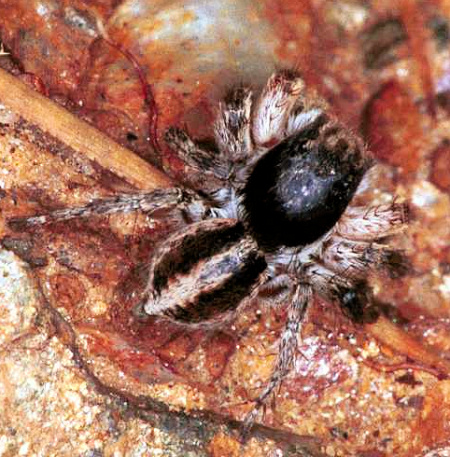 Aelurillus v-insignitus