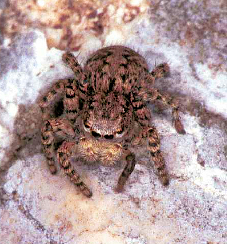 Aelurillus v-insignitus