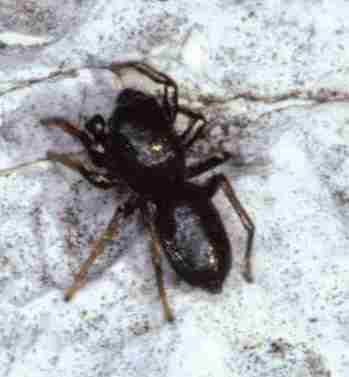 Bianor aurocinctus.