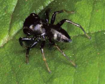 Bianor aurocinctus.