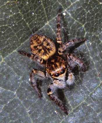 Carrhotus xanthogramma