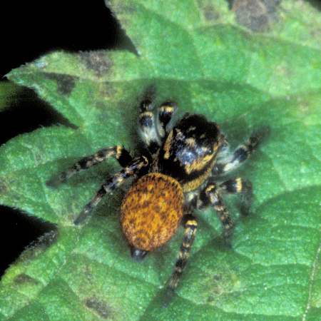 Carrhotus xanthogramma