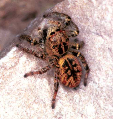 Carrhotus xanthogramma