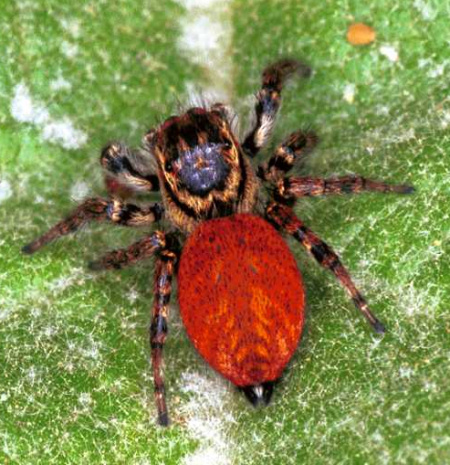 Carrhotus xanthogramma