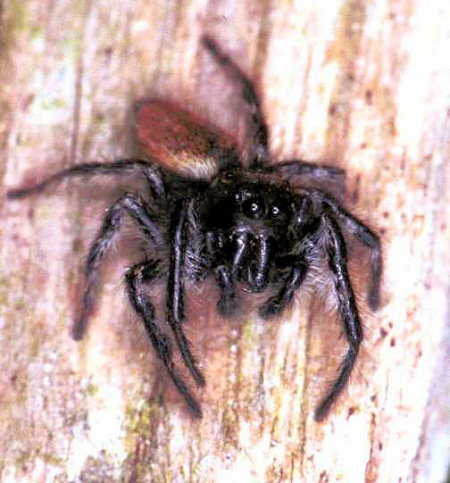 Carrhotus xanthogramma