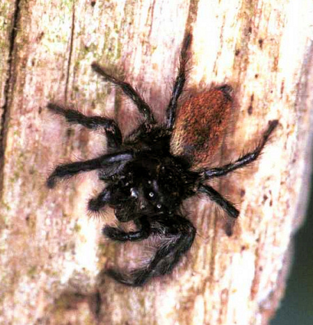 Carrhotus xanthogramma