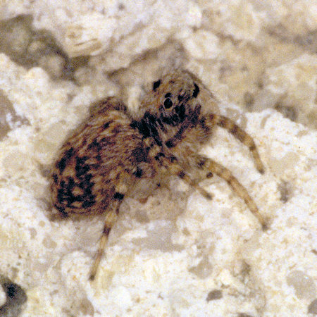Euophrys erratica