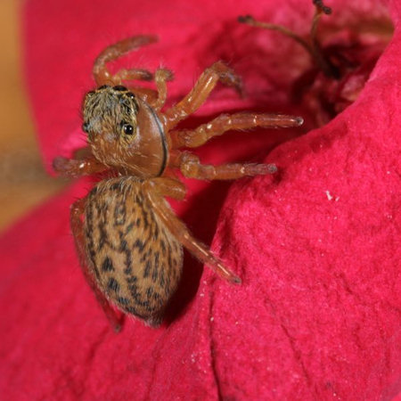 Euophrys frontalis female