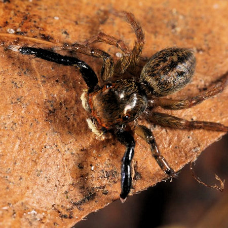 Euophrys frontalis male