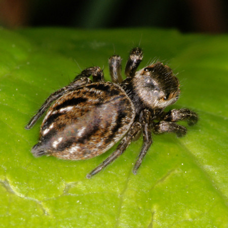 Evarcha arcuata female 