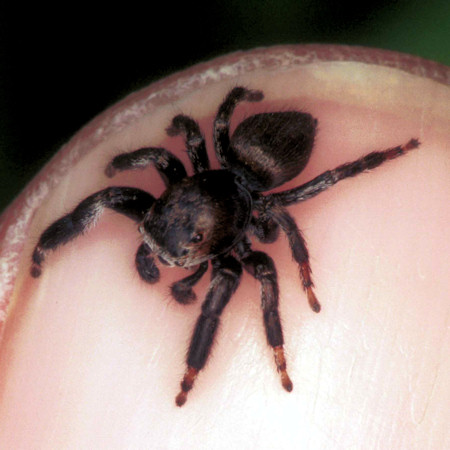 Evarcha arcuata male 