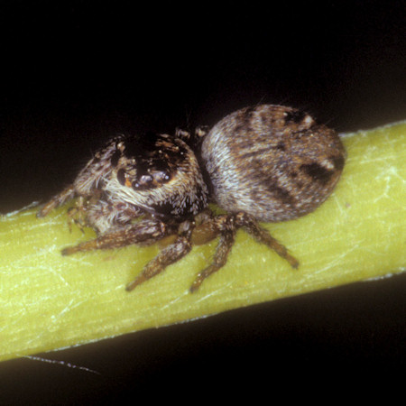 Evarcha arcuata