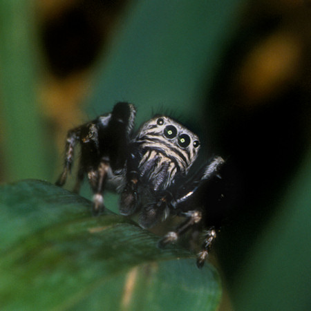 Evarcha arcuata female 