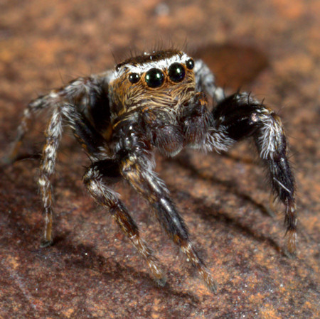 Evarcha falcata man
