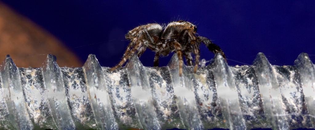 Evarcha falcata