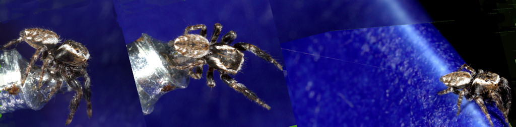 Evarcha falcata male