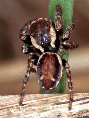 Evarcha falcata man