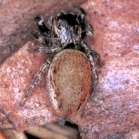 Evarcha falcata female