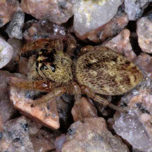 Evarcha falcata female