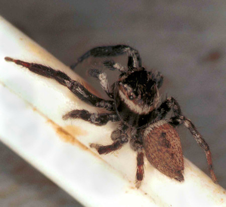 Evarcha jacunda male 