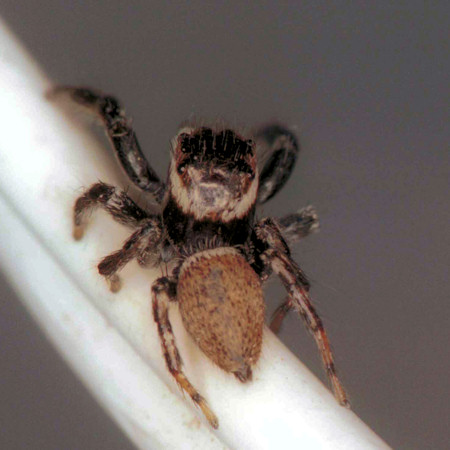 Evarcha jacunda male 