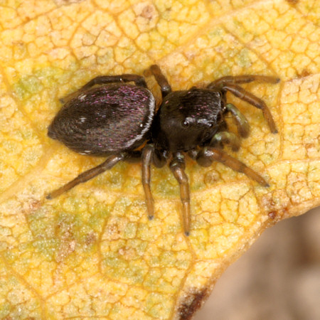 Heliophanus aeneus