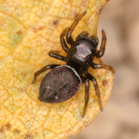 Heliophanus aeneus