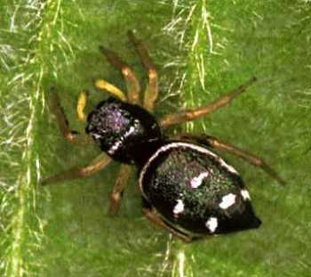 Heliophanus_cupreus