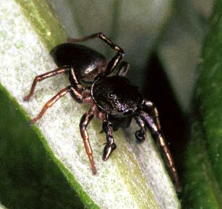 Heliophanus cupreus