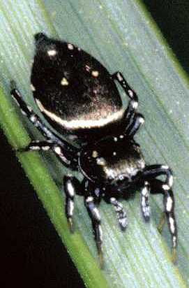 Heliophanus kochii