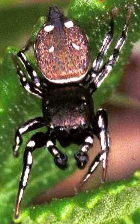 Heliophanus kochii