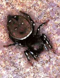 Heliophanus kochii