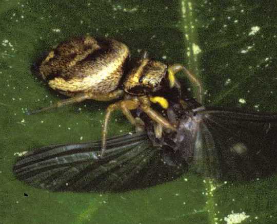 Heliophanus tribulosis