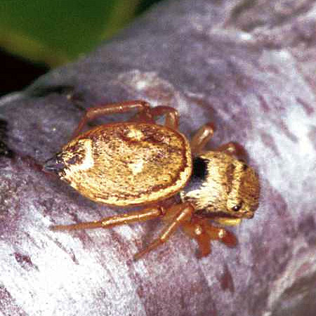 Heliophanus tribulosus