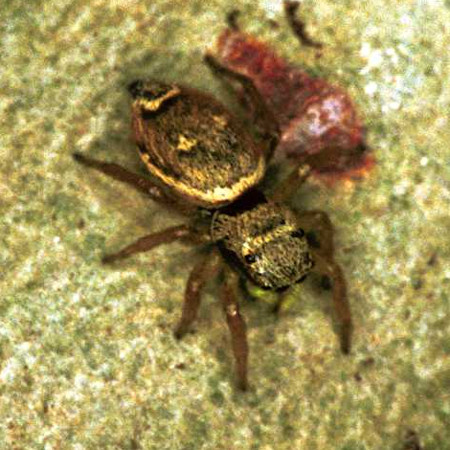 Heliophanus tribulosus