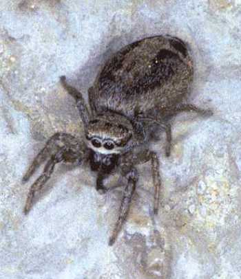 Icius hamatus