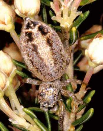 Icius hamatus