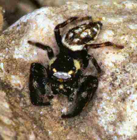 Eris nidicolens